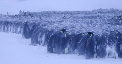 Marathon Penguins