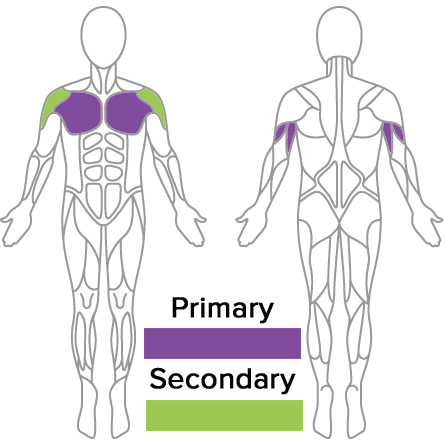 Muscles used with chest press