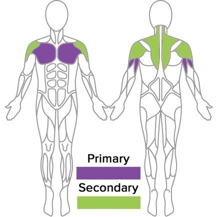 Muscles Used in Dip Assist