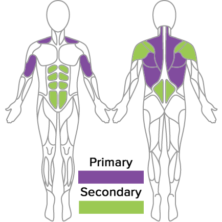 Muscles Used in Seated cable Row