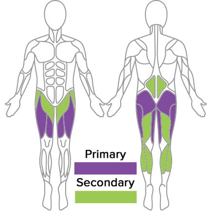Split Squat Muscles Used