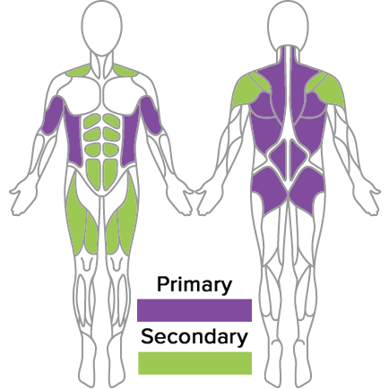 Single Arm Rotational Row Muscles Used
