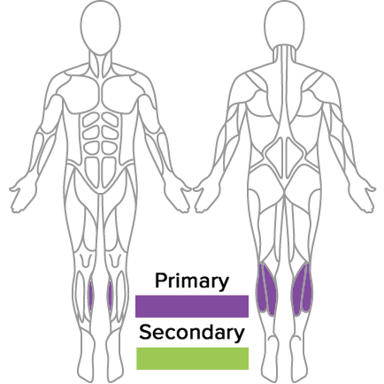Standing Row Muscles Used