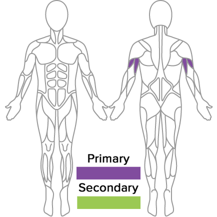 Standing Row Muscles Used