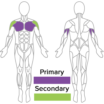Standing Row Muscles Used