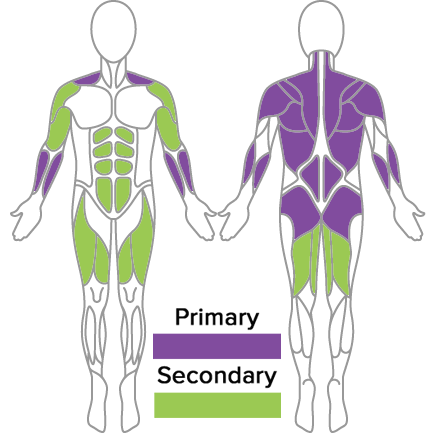 Standing Row Muscles Used