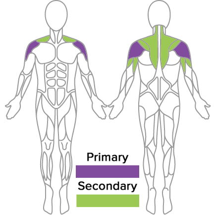 Standing Row Muscles Used
