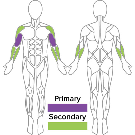 Standing Row Muscles Used