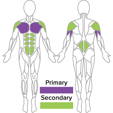 Standing Row Muscles Used