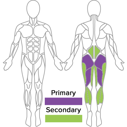 muscles used in golf fitness