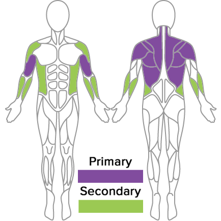 muscles used in golf fitness