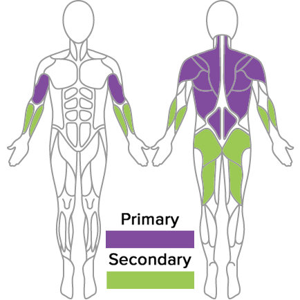 muscles used in golf fitness