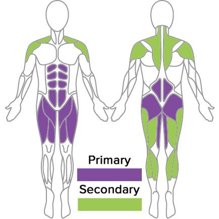 muscles used in golf fitness