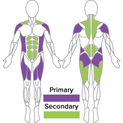 muscles used in golf fitness