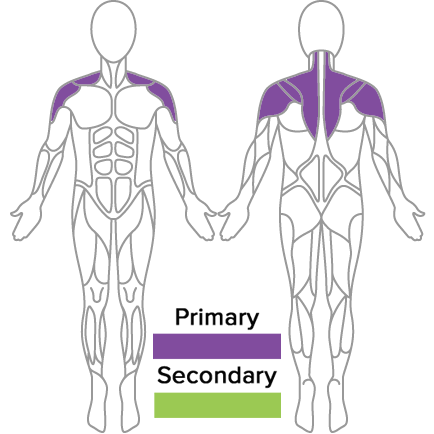 muscles used in golf fitness